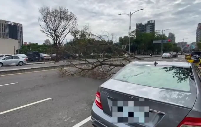 ▲路樹當場砸中停在停車格的賓士轎車。（圖／翻攝畫面）