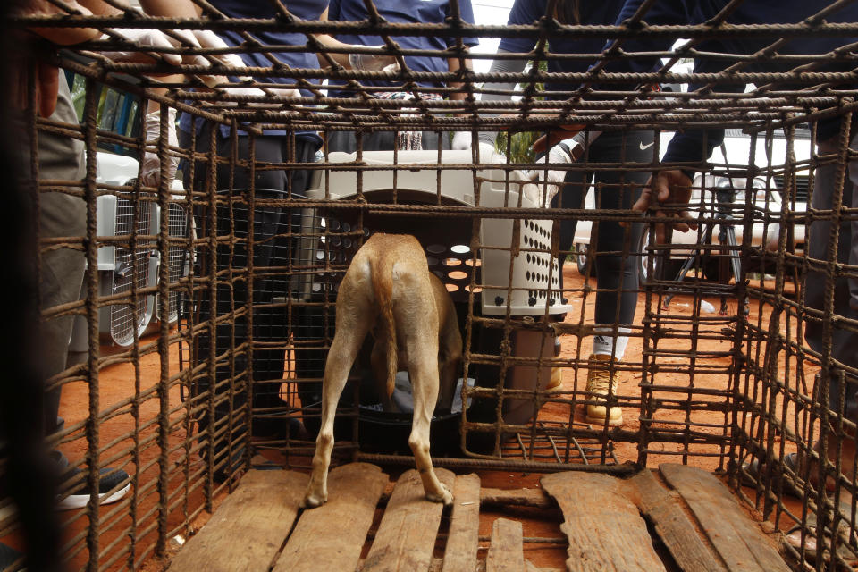 A dog enters a cage is rescued by staff members of FOUR PAWS International, as they take out from a slaughterhouse's cage at Chi Meakh village in Kampong Thom province north of Phnom Penh, Cambodia, Wednesday, Aug. 5, 2020. Animal rights activists in Cambodia have gained a small victory in their effort to end the trade in dog meat, convincing a canine slaughterhouse in one village to abandon the business. (AP Photo/Heng Sinith)
