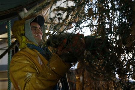 Vincent Margolle, a fisherman on the Boulogne sur Mer based trawler "Nicolas Jeremy", removes a bass from the fishing nets, off the coast of northern France October 21, 2013. REUTERS/Pascal Rossignol