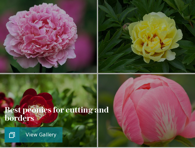 Best peonies for cutting and borders