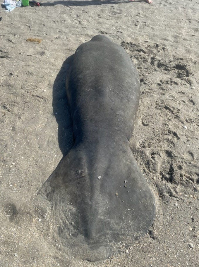 A thin 9-foot female manatee was rescued in March after she was found grounded in shallow water at the Stuart Sandbar. The animal’s ribs and skull bones were visible, an indication she could be impacted by the ongoing “Unusual Mortality Event” that’s contributed to a record 1,100 manatees deaths in 2021 and at least 375 more this year.