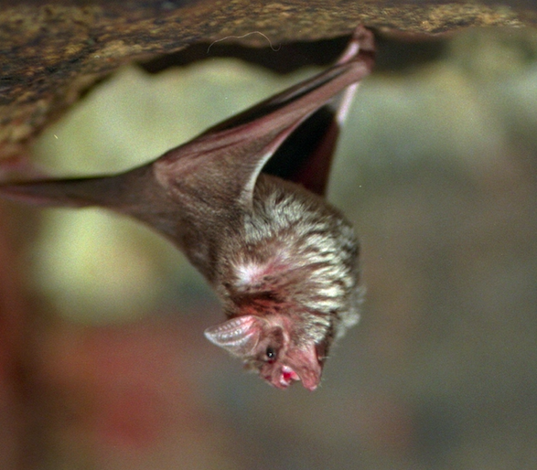 The vampire bats fed off humans in Brazil (Rex)