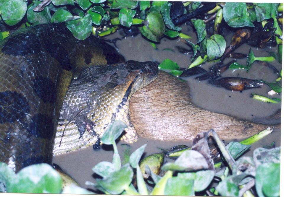 The northern green anaconda is captured feasting on a deer.
