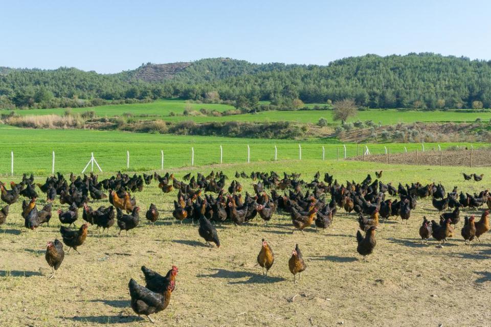 What does "free-range" mean?