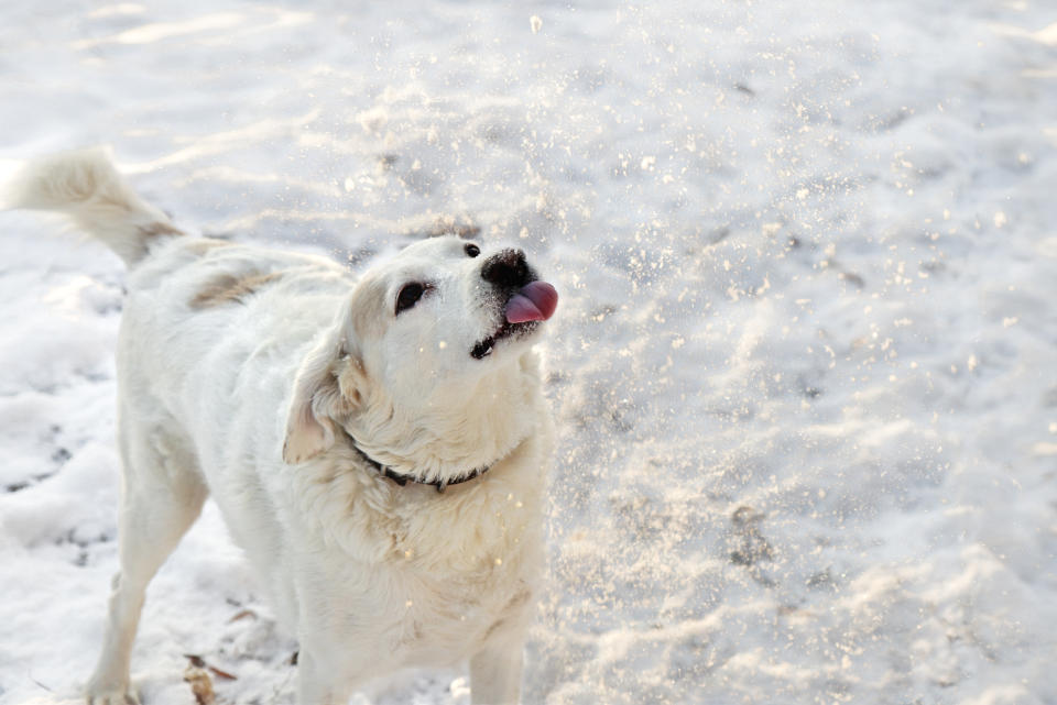 Kleine Mengen Schnee sind für Hunde meist kein Problem - zu viel davon kann jedoch eine Schneegastritis zur Folge haben (Symbolbild: Getty Images)
