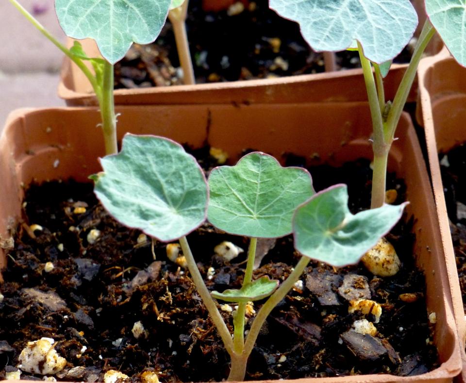 Six-week-old nasturtium seedlings that were sown indoors from seed. True leaves have emerged from the center between the seed leaves. Seedlings are ready to transplant to a larger container or to the garden once the first true leaf has fully expanded.