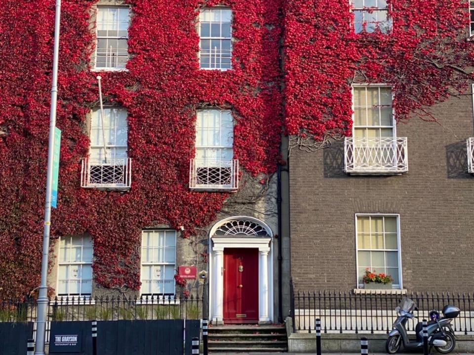 row of apartments in dublin covered in red autumn leaves