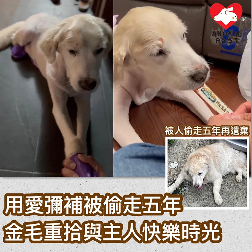 被偷走的五年 主人快樂時光  Pets 寵物護理 +紀念堂