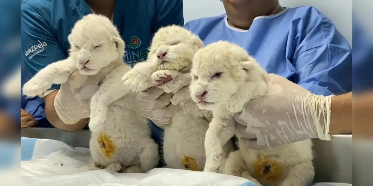 Logro de la reproducción: nacen tres raros leones blancos en peligro de extinción