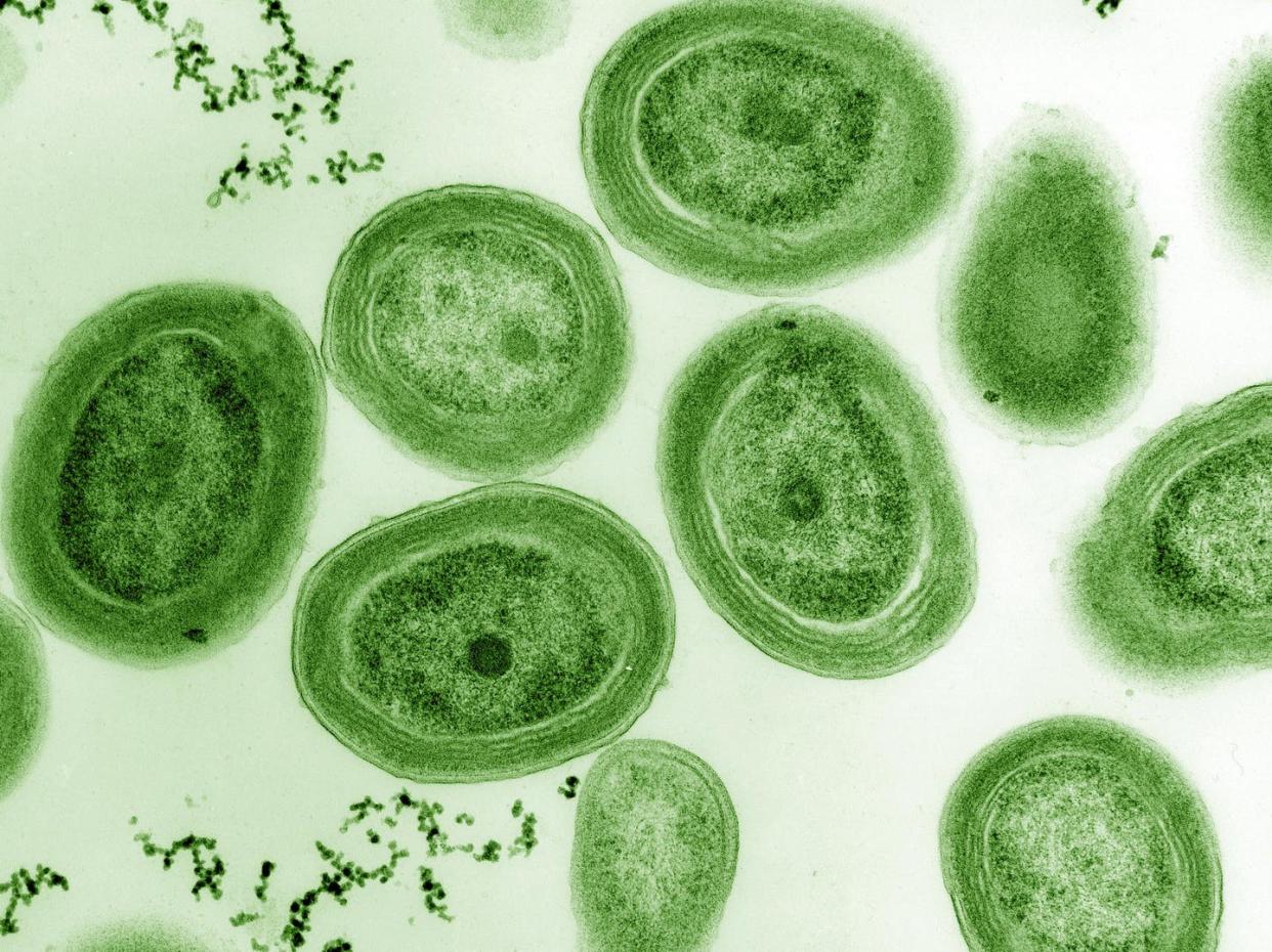 <span class="caption">Cianobacteria _Prochlorococcus marinus_. </span> <span class="attribution"><a class="link " href="https://commons.wikimedia.org/wiki/File:Prochlorococcus_marinus.jpg" rel="nofollow noopener" target="_blank" data-ylk="slk:Wikimedia Commons / Luke Thompson from Chisholm Lab and Nikki Watson from Whitehead, MIT;elm:context_link;itc:0;sec:content-canvas">Wikimedia Commons / Luke Thompson from Chisholm Lab and Nikki Watson from Whitehead, MIT</a></span>