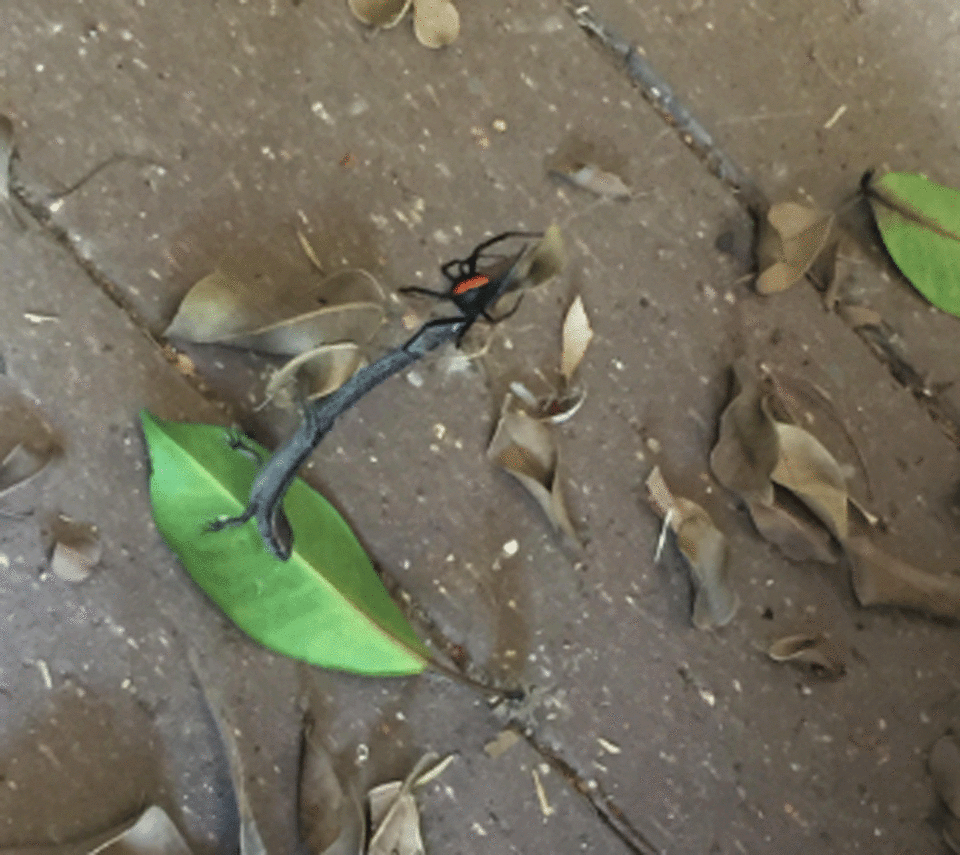 The dead lizard was seen trapped in the spider’s web on Wednesday. Photo: Supplied