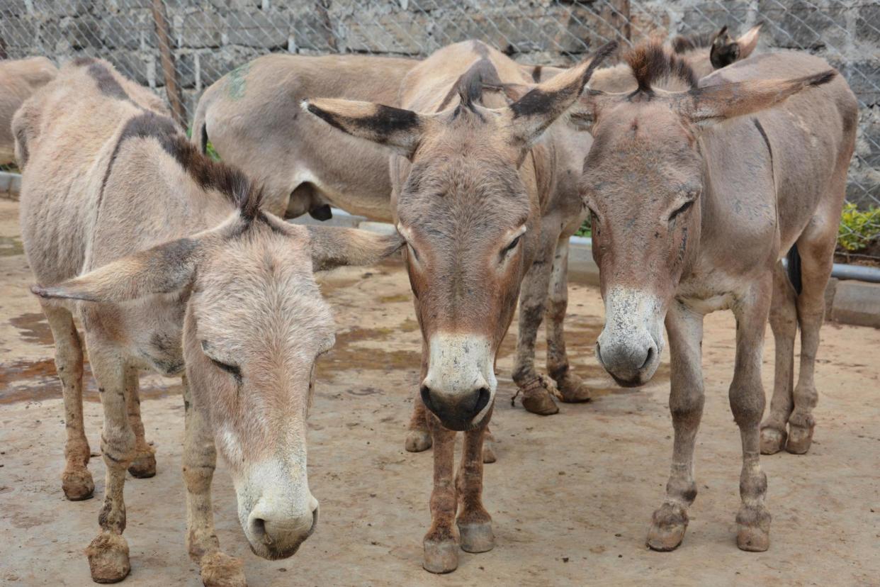 There is a global crisis affecting donkeys, animal welfare charity The Donkey Sanctuary has warned: The Donkey Sanctuary