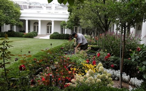 A U.S. National Park Service gardener works in the Rose Garden at the White House in Washington - Credit: Reuters
