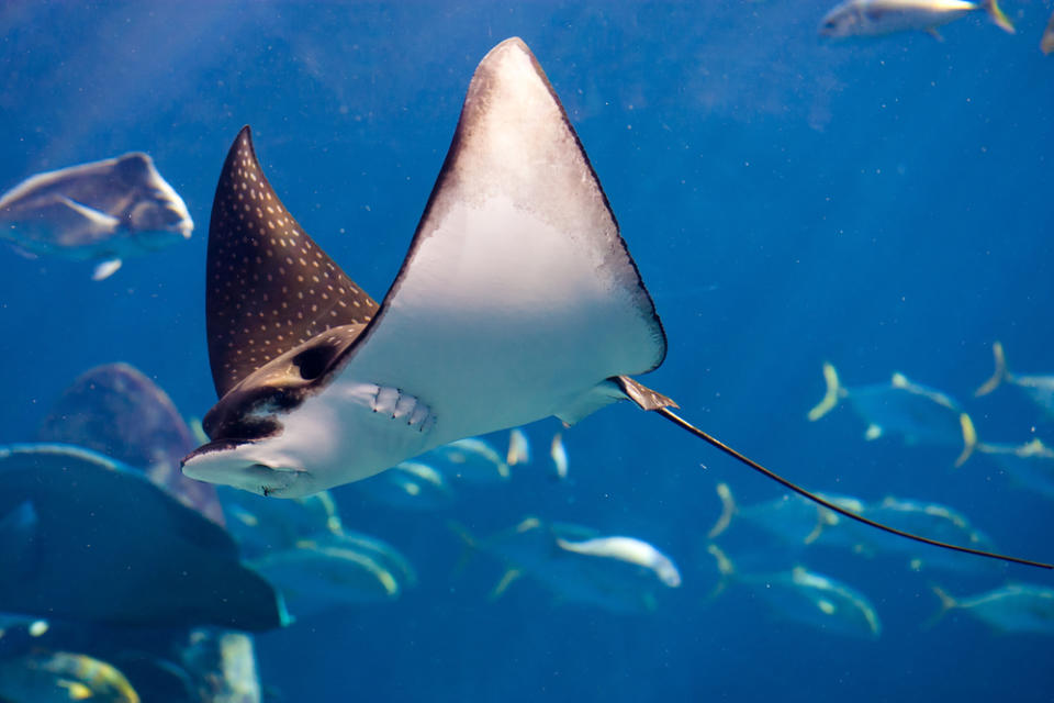 These fisherman caught a manta ray on camera that’s so big, it’s making us wonder if the Loch Ness Monster might be real