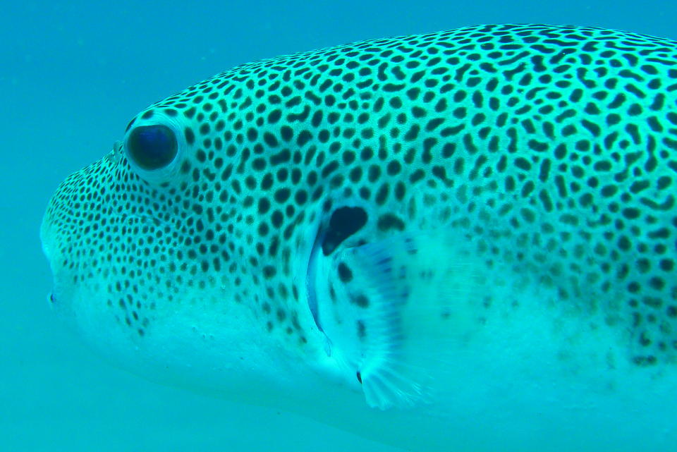 The colourings of this Spotted Puffer Fish brings to mind the coat and camouflage of leopards and cheetahs.