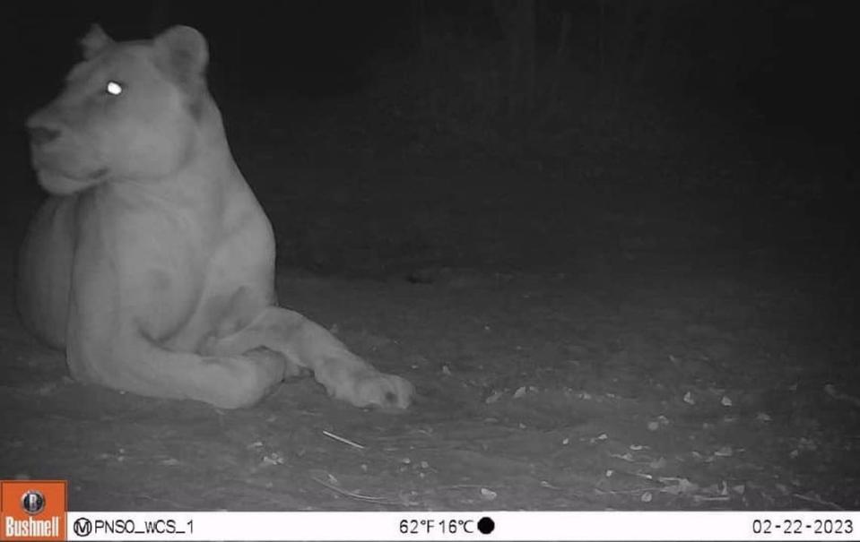 A lioness was captured on a remote camera in a Chad national park for the first time in 20 years, officials said. PN Sena Oura, Chad MEPDD/WCS