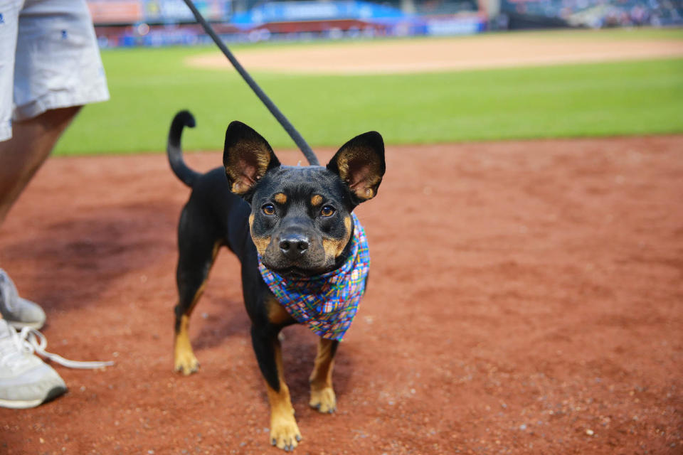 Bark in the Park