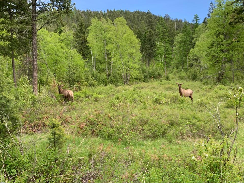 Elk in an open field in the woods.