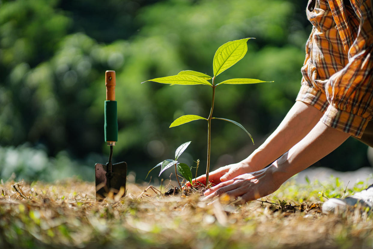 Volunteer planting a tree Getty Images/pipat wongsawang