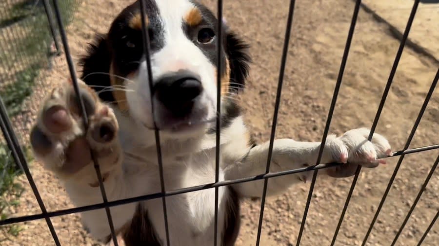 A puppy begs in his run