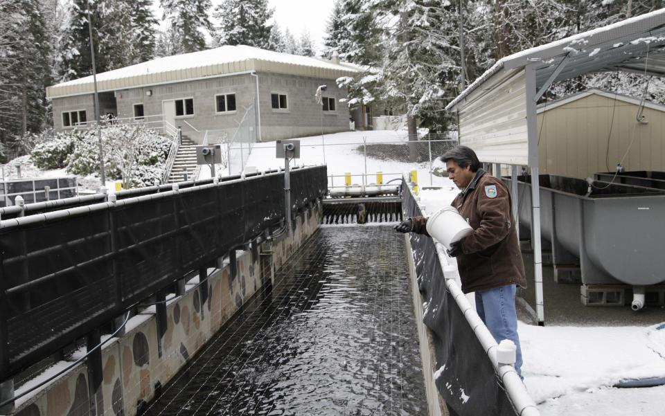 In this photo taken on Tuesday Feb. 4, 2014, at at a hatchery in Parkdale, Ore., hatchery technician Keith Moody feeds about 30,000 salmon smolts in a rearing pond. People on the West Coast have counted on fish hatcheries for more than a century to help rebuild populations of salmon and steelhead and bring them to a level where government would no longer need to regulate fisheries. (AP Photo/Gosia Wozniacka)