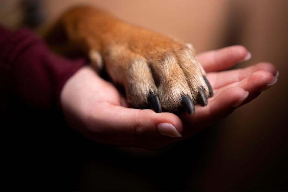 <p>Getty</p> A stock photo of a dog and human holding hands
