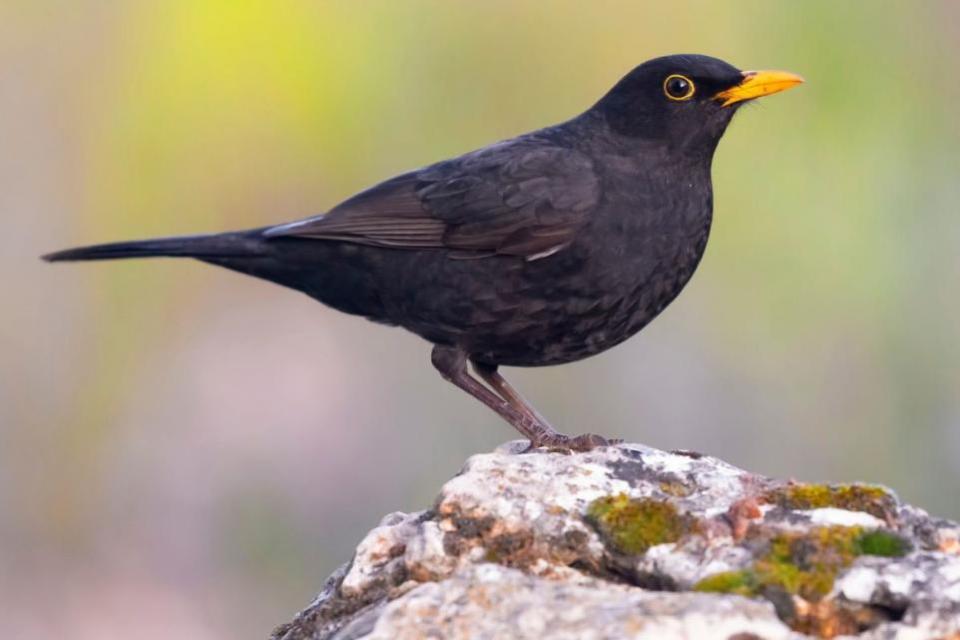 Isle of Wight County Press: A blackbird, the Island's fourth most common garden bird.