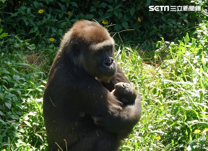 母仔到戶外區活動享受秋陽，讓目睹的遊客嗨翻搶拍照。（圖／動物園提供）