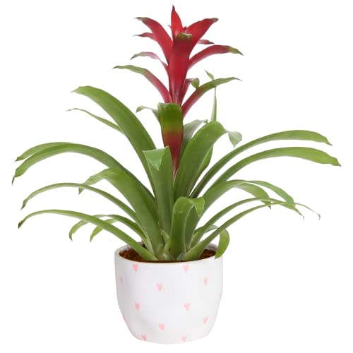 Costa Farms Bromeliad, Flowering Live Indoor Plant in Premium Ceramic Decor Planter, Houseplant with Flowers in Potting Soil, Grower's Choice, Great Mother's Day Gift for Mom, 20-Inches Tall