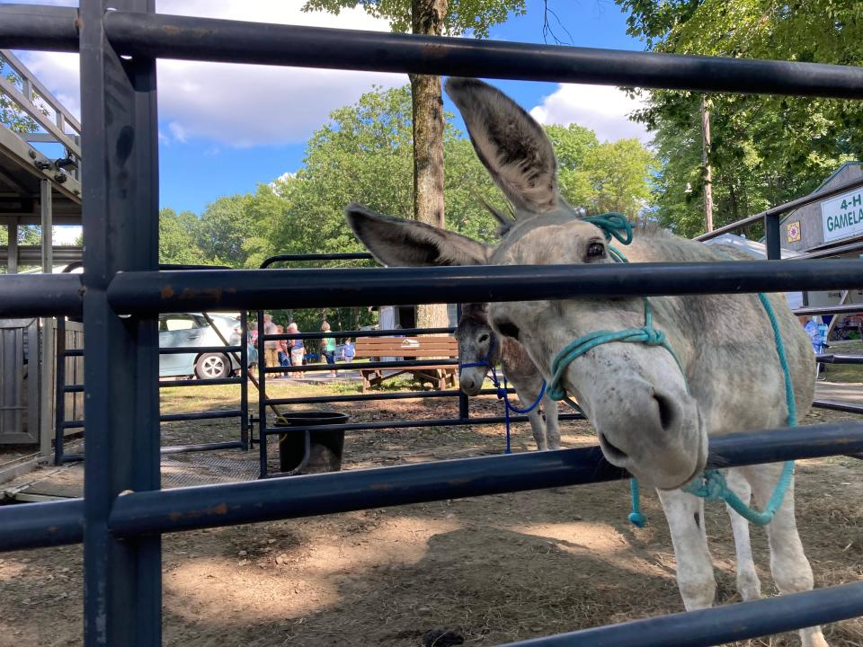 Chloe, the unofficial mascot of the Indiana County Democratic Party, traveled with her owner, Barbara Peace, to Demstock, an event for western Pennsylvania Democrats held on Aug. 26 and 27 at the Venango County Fairgrounds south of Franklin.