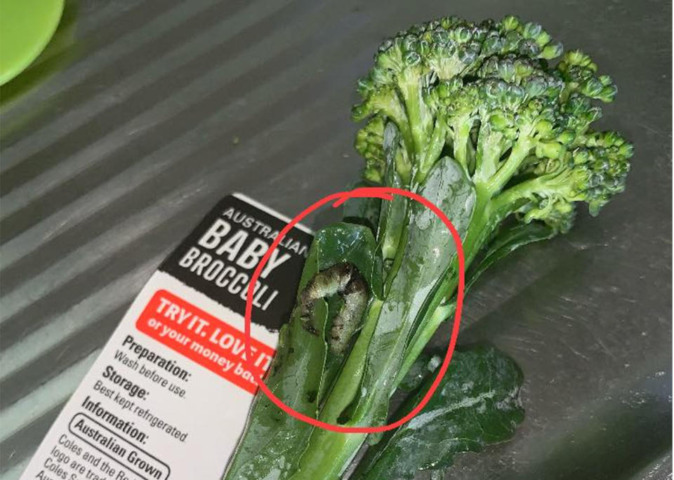 An Adelaide woman was grossed out to find a huge dead caterpillar in her Coles broccoli. Source: Brooke Ashley‎ / Facebook