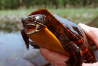 <p>Freshwater wildlife populations have declined 81 per cent over the past four decades. In Canada, seven of eight species of freshwater turtle are at risk. (Getty Images) </p>