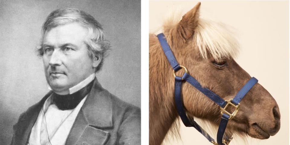 Millard Fillmore Fillmore, un neoyorquino, fue conocido por llamar irónicamente a sus ponis Mason y Dixon. No tuvo ningún otro animal en la Casa Blanca, pero fue uno de los miembros fundadores de la ASPCA de Buffalo.