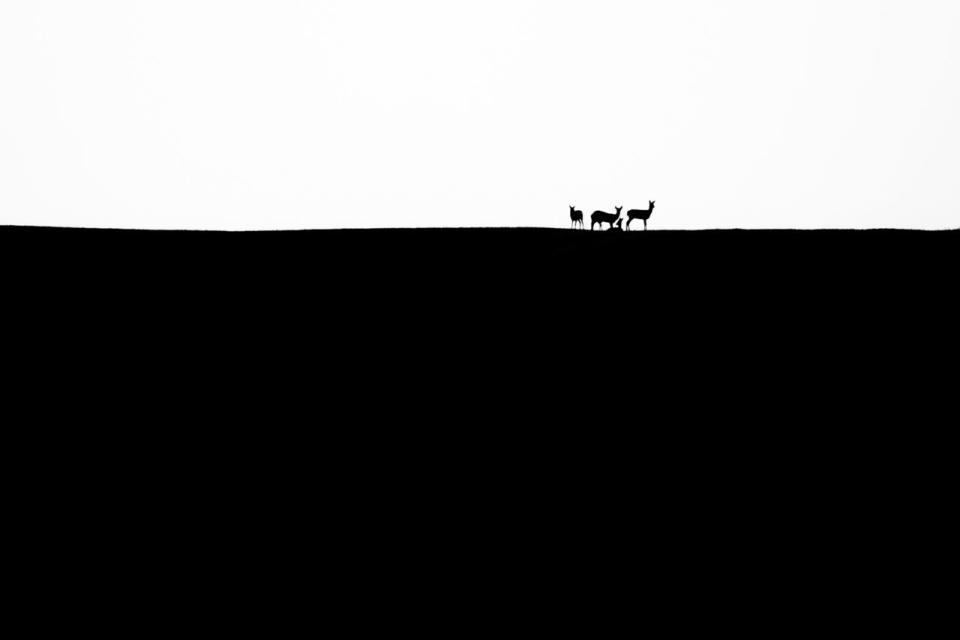 The silhouette of animals on a hill