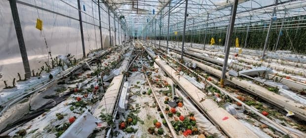 Francis Lavigne-Theriault with Northern Tornadoes Project snapped this shot of tornado damage at a Leamington greenhouse. ( Francis Lavigne-Theriault/Twitter - image credit)