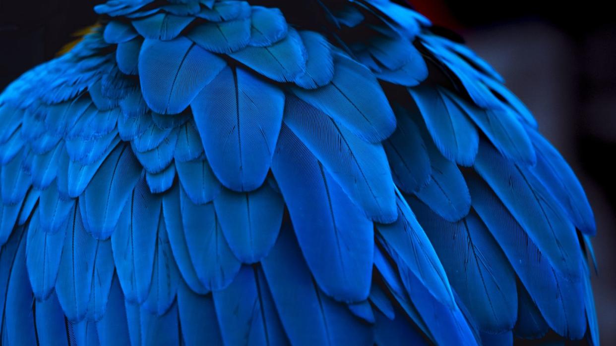 the blue feathers and beautiful luster of the golden parrot macaw