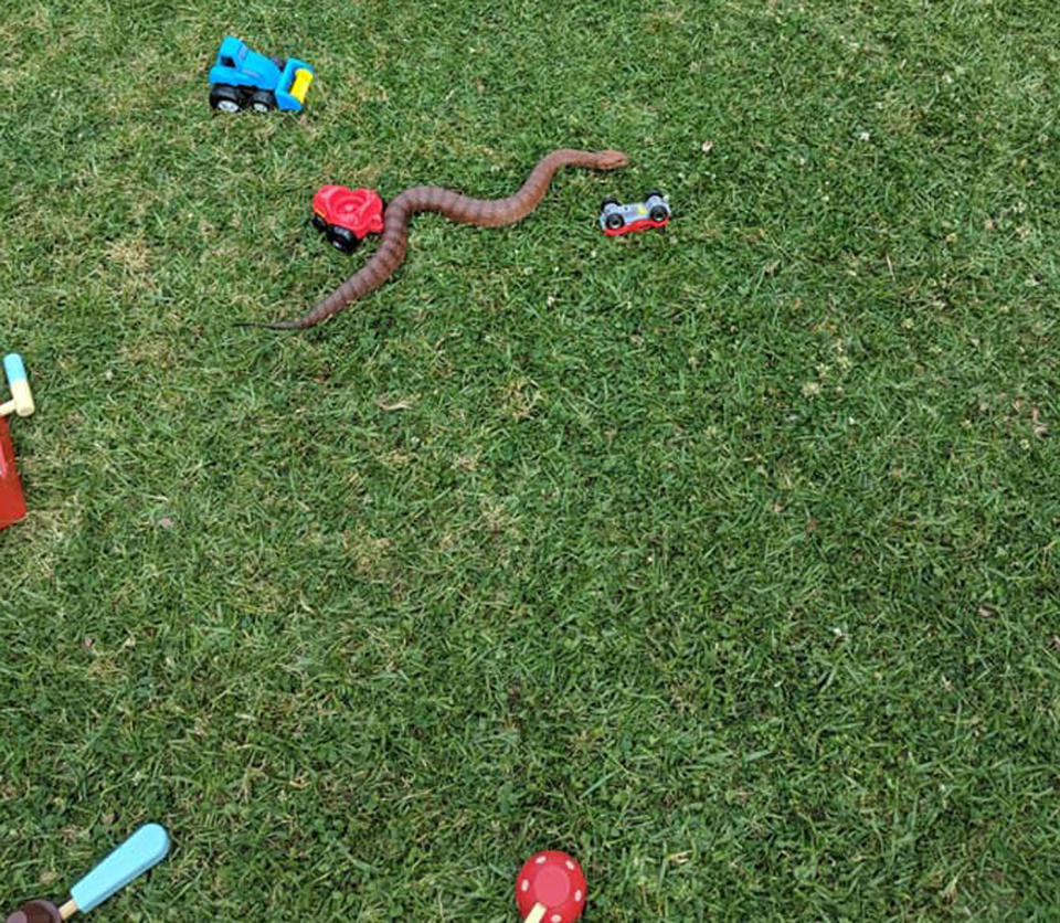 A death adder slithers near children's toys on the grass outside a Cromer home.