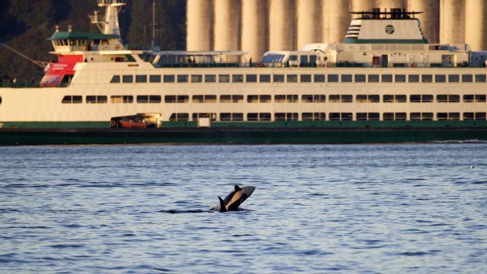 In this photo provided by wildlife photographer Jamie Kinney, orca whales swim in Elliott Bay on Thursday, Oct. 12, 2023, in Seattle. Kinney and many others are able to see whales thanks to a WhatsApp group chat created by Kersti Muul that alerts people to when the whales are in the area. (Jamie Kinney via AP)