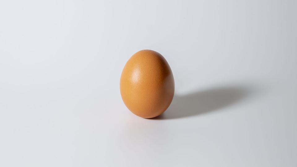 brown egg on white background in studio