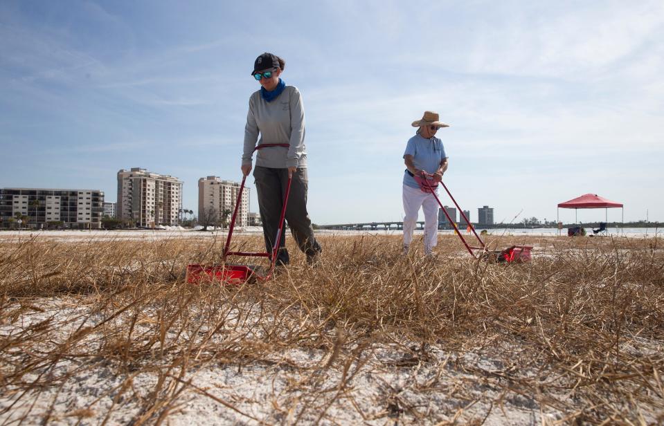 Rochelle Streker, left, the Southwest Florida shorebird manager for Audubon Florida and Karen Doyle, an Audubon volunteer remove sand spurs using sticker burr rollers on the south end of Fort Myers Beach on Friday, May 5, 2023. The area is nesting spot for several shorebirds including black skimmers, snowy plovers, least terns and Wilson’s plovers. They are removing the burrs because they get attached to the chicks, especially skimmer chicks which is believed to contribute to septic arthritis.  