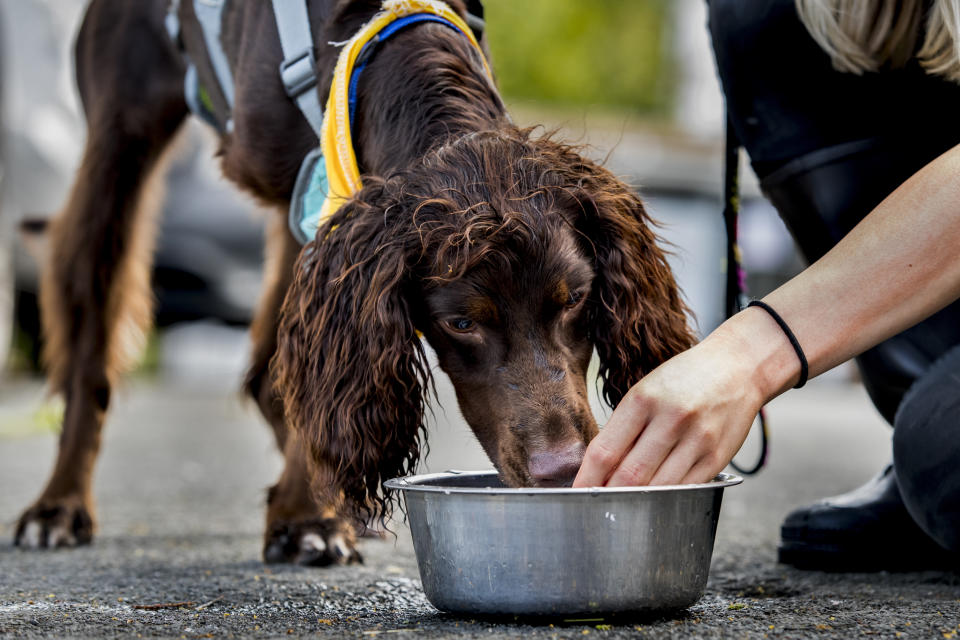 Connie Gilmore, animal welfare assistant at Assisi Animal Sanctuary, encourages her three-legged Irish Water Spaniel cross dog Nemo to have a drink during the hot weather (Picture: PA)