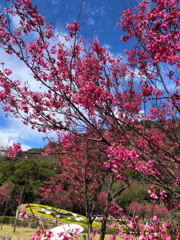 盛開的山櫻花。   圖：台北市政府工務局／提供