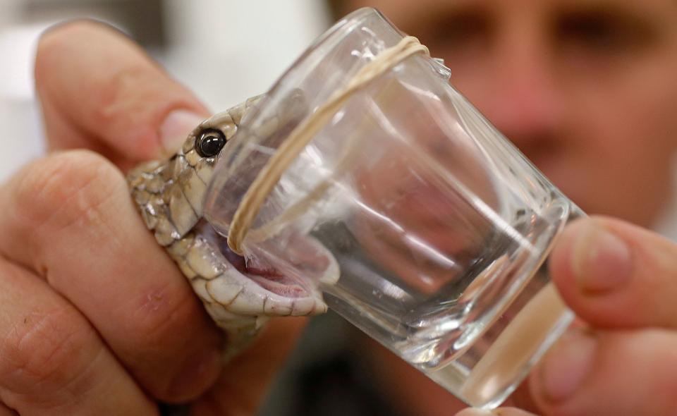 A snake is&nbsp;milked for its venom. (Photo: Jason Reed / Reuters)