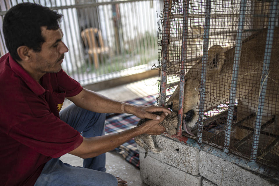 A Palestinian employee helps a lioness clean her newborn lion cub at Nama zoo in Gaza City, Saturday, Aug. 13, 2022. The lioness gave birth to three cubs five days after Israel and Palestinian militants ended a fierce round of cross-border fighting that saw thundering Israeli airstrikes and Palestinian rocket fire. (AP Photo/Fatima Shbair)