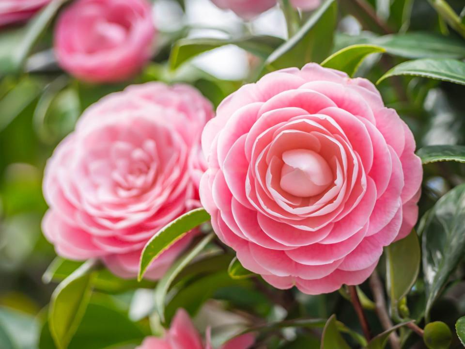 pink flowering trees camellia