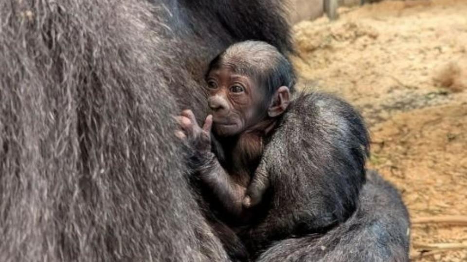 PHOTO: The Columbus Zoo has welcomed the birth of a critically-endangered western lowland baby gorilla, according to zoo officials.   (Columbus Zoo and Aquarium)