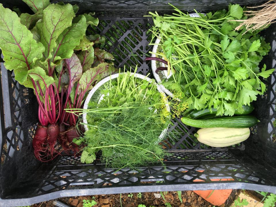 produce being packed at bekah bestlovey's farm