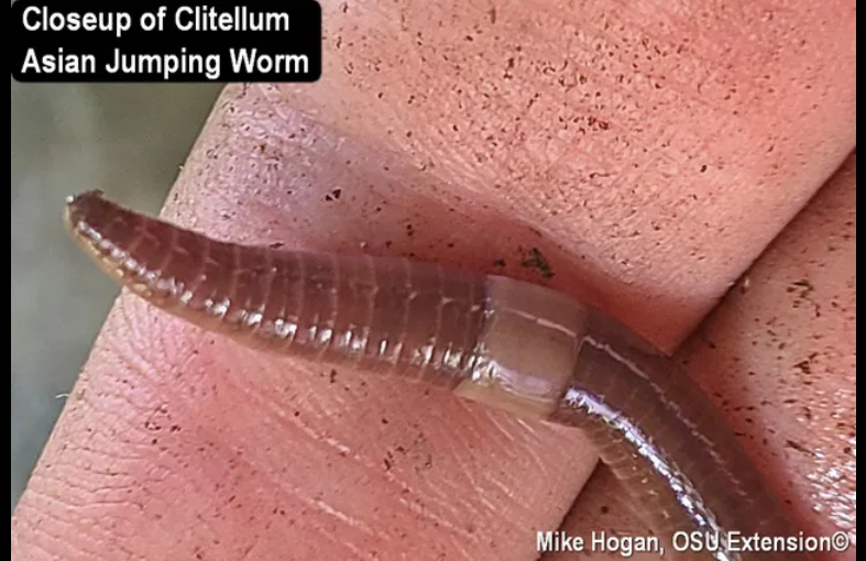 This photo shows a close-up of the clitellum of an Asian jumping worm.