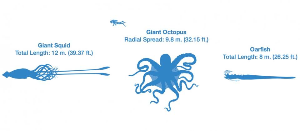 giant squid, giant octopus, oarfish and human size comparison. 