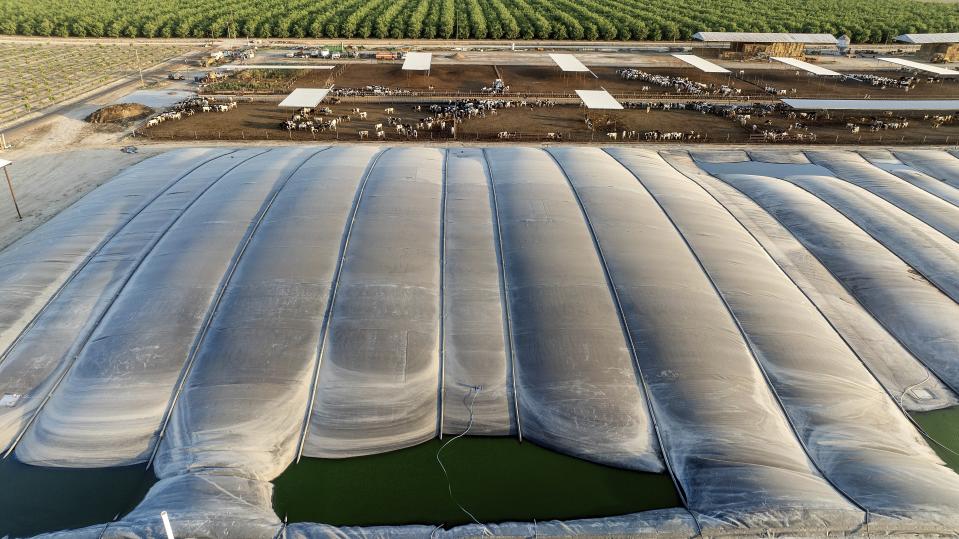 Cows stand in a corral behind a digester at Van Beek Brothers Dairy on Monday, May 20, 2024, in Tipton, Calif, Dairy digesters capture methane from cow manure which generates energy in an effort to reduce greenhouse gas emissions. (AP Photo/Noah Berger)